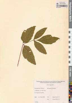 MAG 0006761