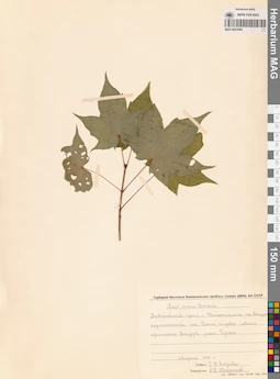 MAG 0023595