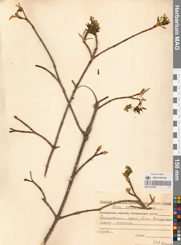 MAG 0023596