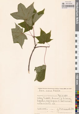 MAG 0023598