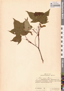 MAG 0023600