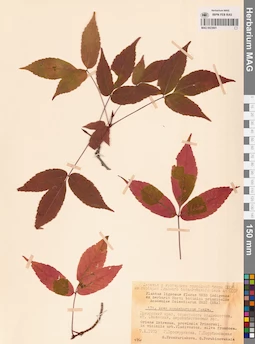 MAG 0023601