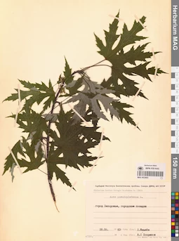 MAG 0023603