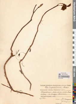 MAG 0023604