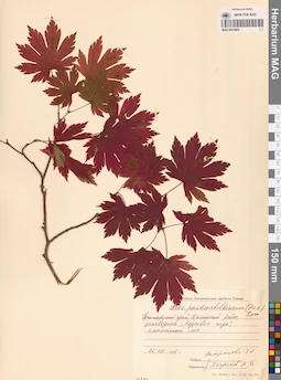 MAG 0023606