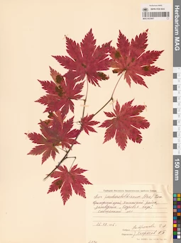 MAG 0023607