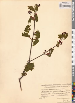 MAG 0023611