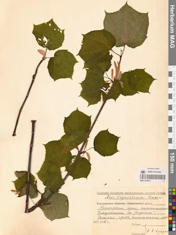 MAG 0023613