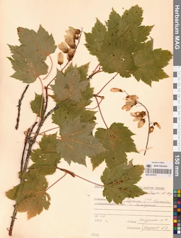 MAG 0023616