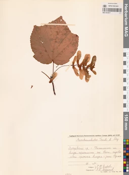 MAG 0023617