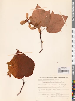 MAG 0023618