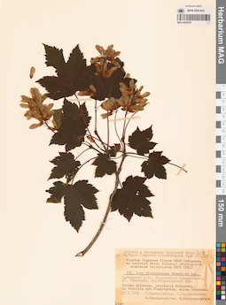 MAG 0023619