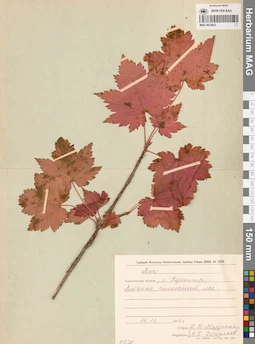 MAG 0023622
