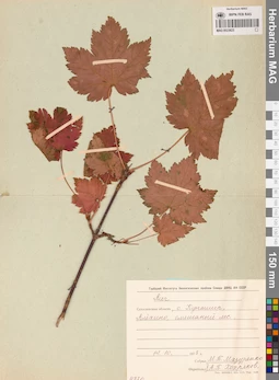 MAG 0023623