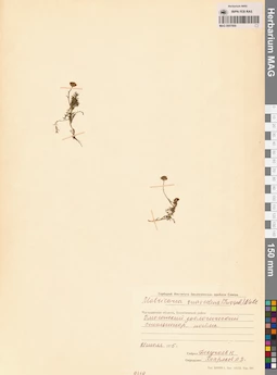 MAG 0007800