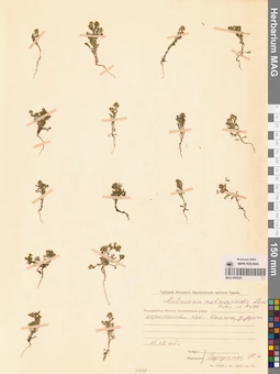 MAG 0008201