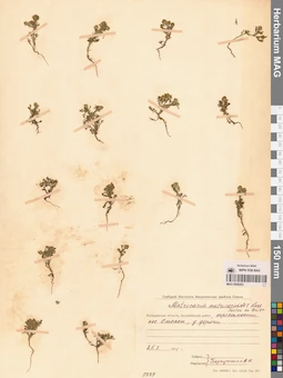 MAG 0008203