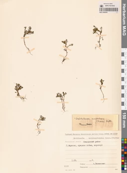 MAG 0008204