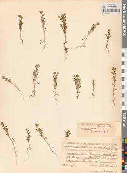 MAG 0008206