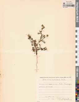 MAG 0008207