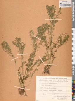 MAG 0008208