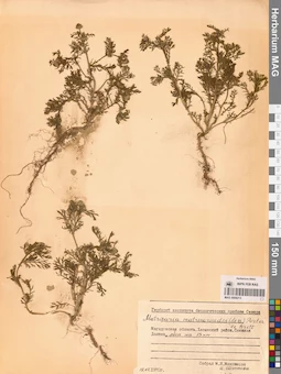 MAG 0008213