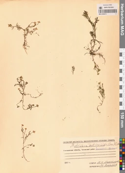 MAG 0008214