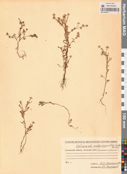 MAG 0008215