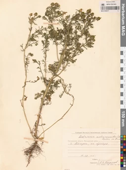 MAG 0008217
