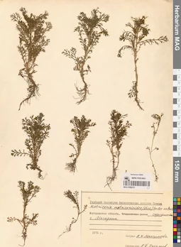 MAG 0008218