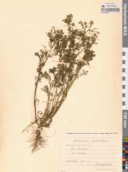 MAG 0008220