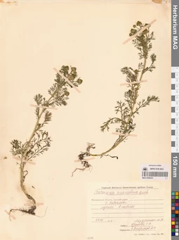 MAG 0008222