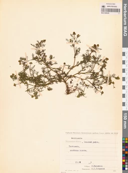 MAG 0008226