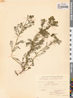 MAG 0008229