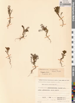 MAG 0008231