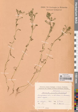 MAG 0008232