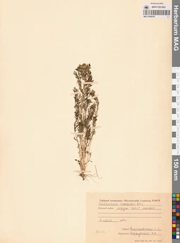 MAG 0008234