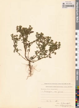 MAG 0008235