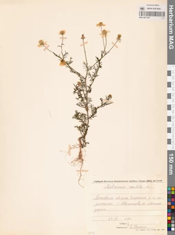 MAG 0011821