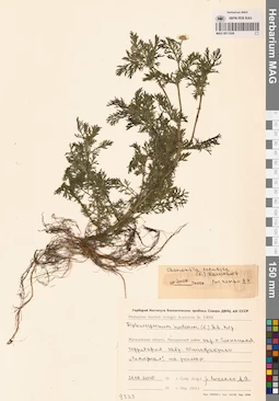 MAG 0011826