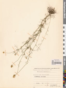 MAG 0011831