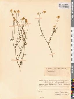 MAG 0011832