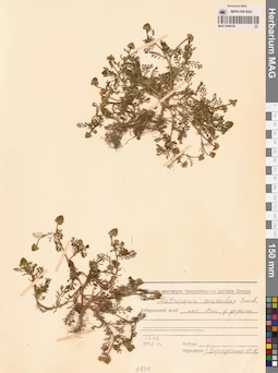 MAG 0008236