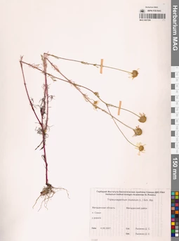 MAG 0007208