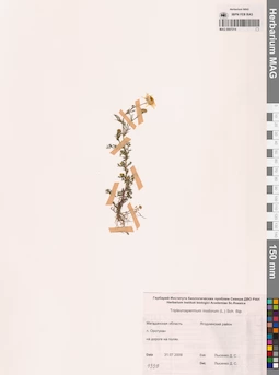 MAG 0007214