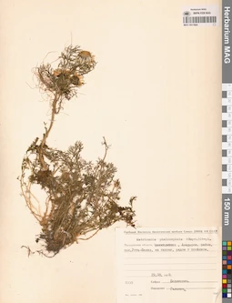 MAG 0011804
