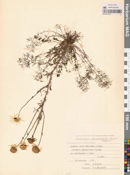 MAG 0011807