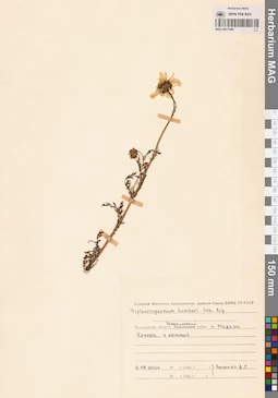 MAG 0011809