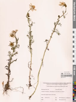 MAG 0011813