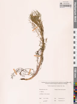 MAG 0011815